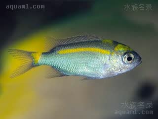 黄线青魔 Acanthochromis polyacanthus 多刺棘光鳃鲷 幼鱼(1) 体呈青色，身体中上部有黄色线条，尾柄处有黄斑