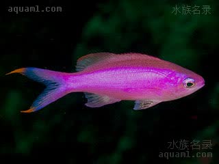 紫后 Pseudanthias pascalus 紫红拟花鮨  体色有地区差异，雌性尾鳍末端常有红色