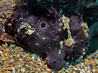 Antennarius pictus Antennarius pictus var.black  (黑彩画五脚虎)