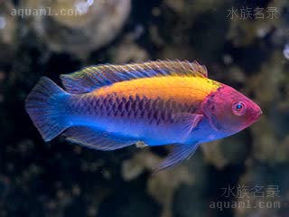 紫头橙背雀 Cirrhilabrus aurantidorsalis 橘背丝隆头鱼 雌鱼 额头无皇冠状黑斑