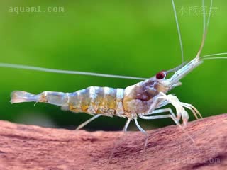 白袜虾 Caridina dennerli 丹纳氏米虾[暂]  台湾的蓝幽灵白袜虾，其性状尚不稳定，经常有各色个体出现