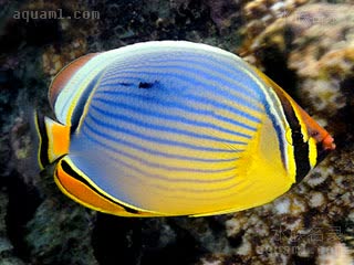 三带蝴蝶鱼 - 印度洋冬瓜蝶 Chaetodon trifasciatus