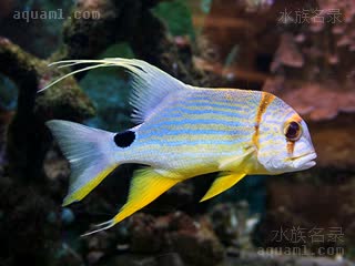 丽皇 Symphorichthys spilurus 长鳍笛鲷 亚成(1) 