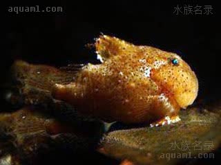 太平洋圆鳍鱼 Eumicrotremus pacificus 太平洋真圆鳍鱼 成鱼 