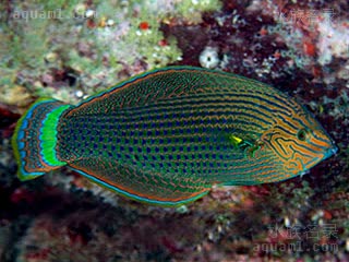 黑龙 Halichoeres marginatus 缘鳍海猪鱼 雄鱼 体呈浅至深绿色，鳞片有蓝斑，尾柄处有绿色新月形色带