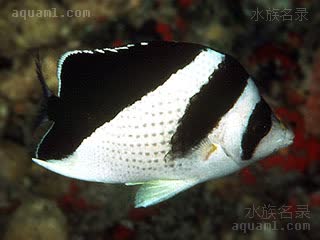 波斯蝶 Chaetodon burgessi 柏氏蝴蝶鱼 成鱼 