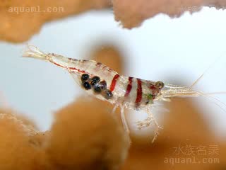 蒂格里虎斑虾 Caridina spongicola 海绵米虾[暂]  体色较淡的个体