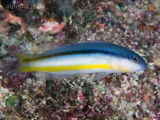  Pseudochromis ammeri 安氏拟雀鲷 成鱼 