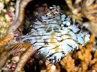 Chaetodermis Chaetodermis penicilligerus