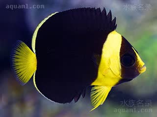 澳洲花面神仙 Chaetodontoplus personifer 罩面荷包鱼 幼鱼 体黑色，鳃盖处有黄色色带