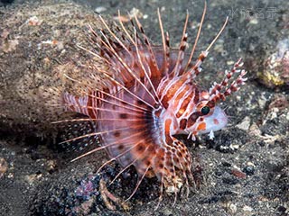 Pterois antennata 触角蓑鲉