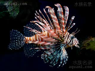 魔鬼蓑鲉 - 魔鬼狮子鱼 Pterois volitans