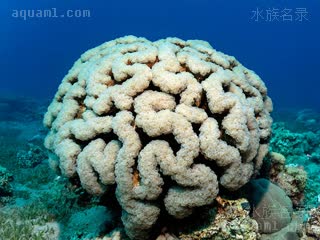  Plerogyra sinuosa 泡囊珊瑚  超大型群体