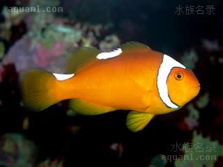 伯爵小丑 Amphiprion thiellei 希氏双锯鱼  第二第三白带尚存的个体