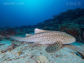  Stegostoma tigrinum 豹纹鲨  休息状态