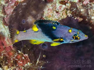 三色狐 Bodianus mesothorax 中胸普提鱼 亚成 5~6cm时，几周时间就会转成成体体色，中间体十分少见