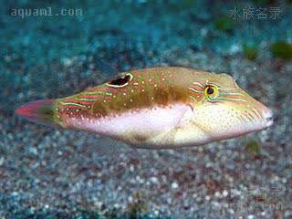 Canthigaster Canthigaster bennetti