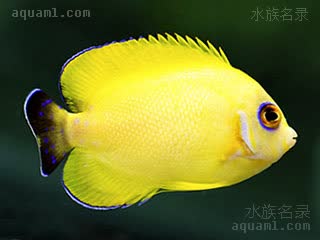 蓝眼黄新娘 Centropyge flavissima 黄刺尻鱼  与C. vrolikii/福氏刺尻鱼的杂交个体
