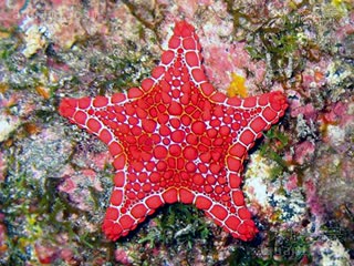 Goniaster tessellatus 细粒角海星