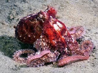 太平洋红章鱼 Octopus rubescens 太平洋红蛸 成体 