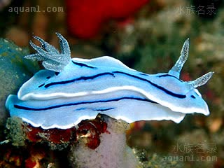 Chromodoris willani 威廉多彩海牛