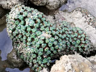 菠萝丁 Galaxea fascicularis 丛生盔形珊瑚  退潮时状态