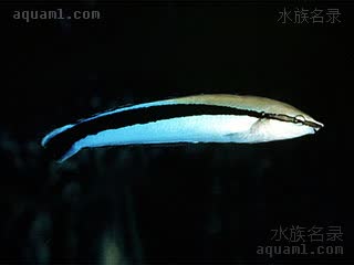纵带盾齿鳚 - 假飘飘 Aspidontus taeniatus