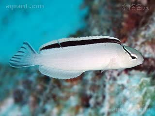 Blenniidae Meiacanthus smithi