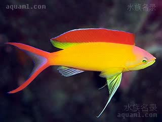 Pseudanthias ignitus 发光拟花鮨