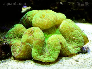 八字脑珊瑚 Trachyphyllia geoffroyi 高氏粗叶珊瑚  大型个体商品名“巴厘脑”，颜色多变，色彩丰富者价高