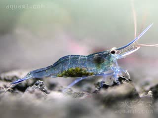 苏拉威西蓝足蜂 Caridina caerulea 蔚蓝米虾[暂] 雌虾 抱卵状态