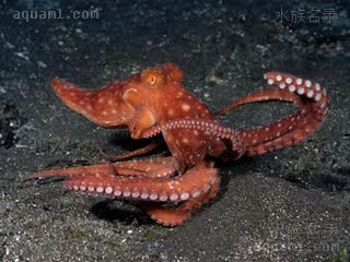 Callistoctopus luteus 黄丽蛸