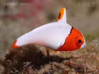 红白鹦哥 Cetoscarus bicolor 青鲸鹦嘴鱼 幼鱼(1) 嘴部白色较少，背鳍黑斑较小，头部及尾鳍末端红色鲜艳