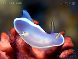 紫海牛 Hypselodoris bullocki 布氏高海牛 幼体(1) 