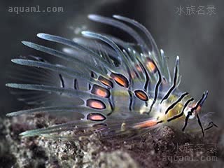 红长须狮子鱼 Pterois antennata 触角蓑鲉 仔稚鱼 