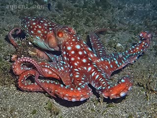 霞红章鱼 Callistoctopus luteus 黄丽蛸[暂] 成体 