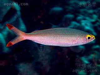 Caesionidae Pterocaesio pisang