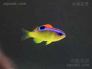 蓝线雀 Chrysiptera brownriggii 勃氏金翅雀鲷 仔稚鱼 整体为黄色背部为橙红色，背部有一蓝带，其后部有一黑斑