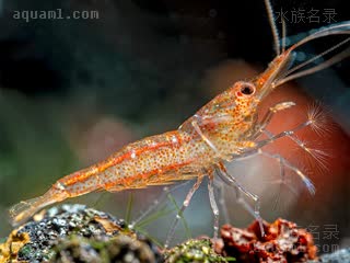 苏拉威西拳击虾 Caridina longidigita 长指米虾[暂]  偏橙色个体