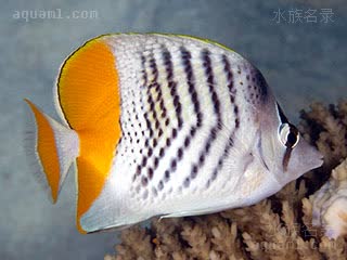 Chaetodon mertensii 默氏蝴蝶鱼