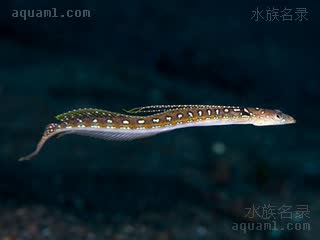 龙王鰕虎 Trichonotus elegans 美丽毛背鱼 雄鱼 