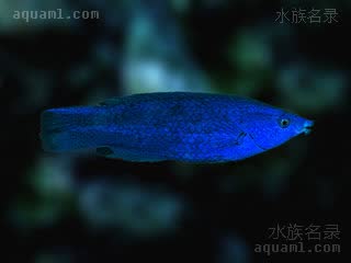 红海飘飘 Larabicus quadrilineatus 四线拉隆鱼 成鱼 体呈蓝黑色，条纹基本消失