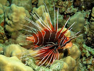 辐纹蓑鲉 - 白针狮子鱼 Pterois radiata