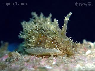 蓝点海猪 Bursatella leachii 蓝斑囊海兔[暂] 幼体 幼体凸起较少