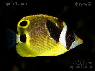 月眉蝶 Chaetodon lunula 新月蝴蝶鱼 幼鱼(2) 