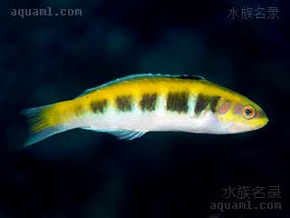 蓝头龙 Thalassoma bifasciatum 双带锦鱼 亚成(2) 有两种色型，雌雄皆有，一种为体后黑色色带被浅色截断