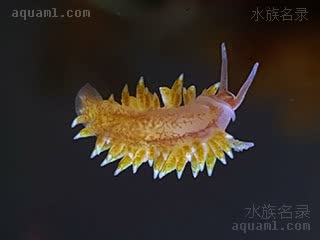 Mollusca Berghia stephanieae