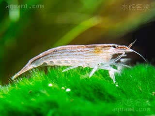 侏儒木纹网球虾 Atyopsis spinipes 刺足仿匙虾 幼虾 幼虾色素沉积较少