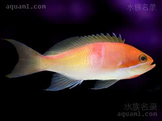 三色宝石 Pseudanthias rubrizonatus 红带拟花鮨  雌雄过渡期，兼具雌雄色彩