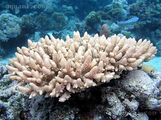  Acropora millepora 多孔鹿角珊瑚  偏白个体